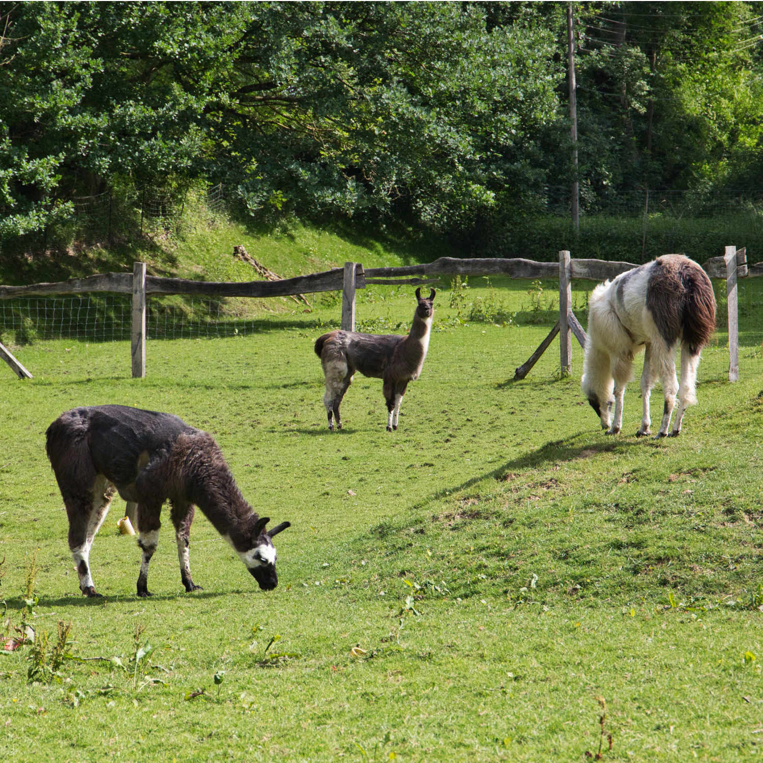 lamas-oskar-sambal-melvin